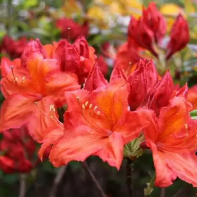 Азалия ЛИЛИНШТЕЙН японская в Осиповичах