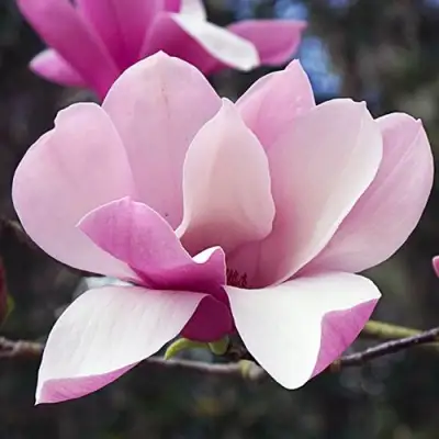 Магнолия РИККИ в Осиповичах