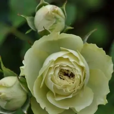 Роза ГРИН ДАЙМОНД миниатюрная в Осиповичах