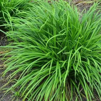 Осока АЙРИШ ГРИН в Осиповичах