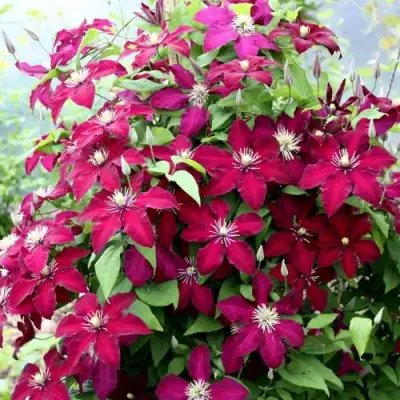 Клематис МАЗОВШЕ в Осиповичах