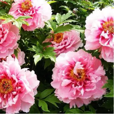 Пион СЕРЕБРИСТЫЙ РУЧЕЙ древовидный в Осиповичах