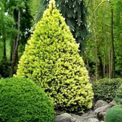 Ель РЕЙНБОУЗ ЭНД сизая в Осиповичах