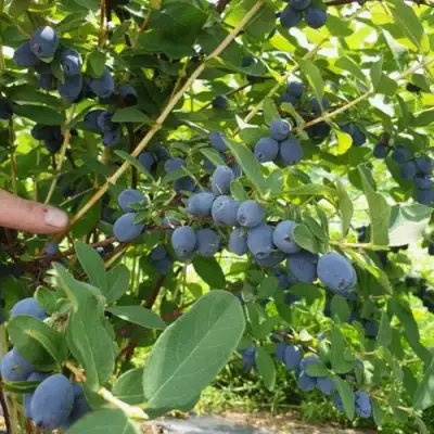 Жимолость съедобная КЛУБНИЧНАЯ СЕНСАЦИЯ в Осиповичах