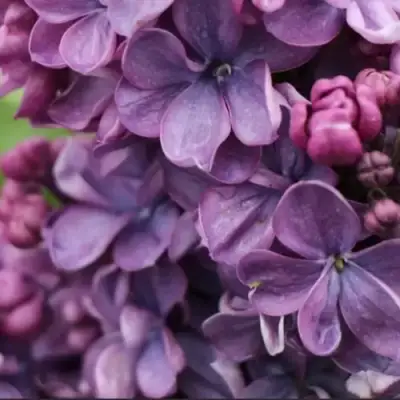 Сирень ВИОЛЕТТА в Осиповичах