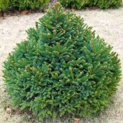 Ель БАРРИ обыкновенная в Осиповичах