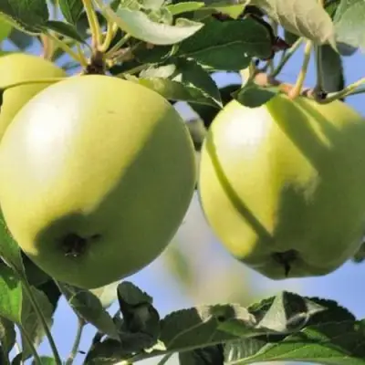 Яблоня САХАРНАЯ в Осиповичах