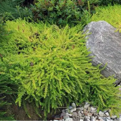 Водяника БЕРНШТЕЙН черная в Осиповичах