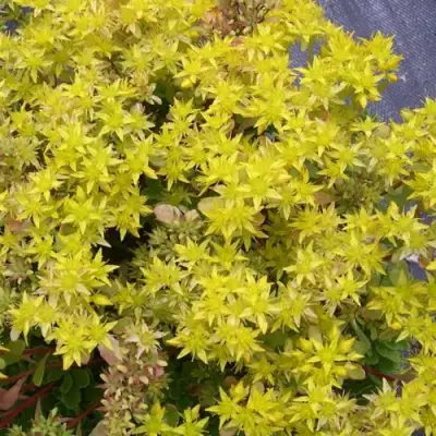 Очиток (седум) ИММЕРГРЮНХЕН в Осиповичах