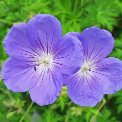 Герань БРУКСАЙД гибридная в Осиповичах