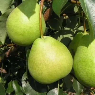 Груша ЛАГОДНАЯ в Осиповичах