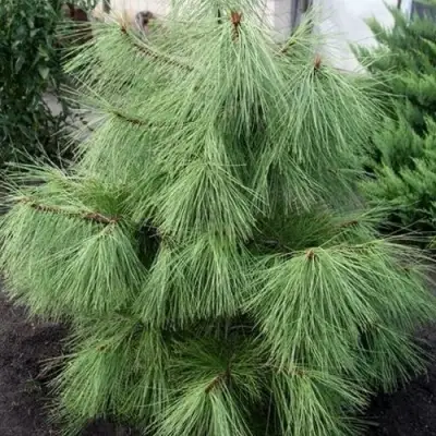 Сосна желтая  в Осиповичах