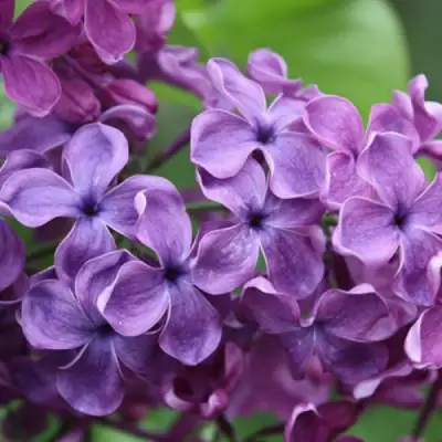 Сирень СУМЕРКИ в Осиповичах