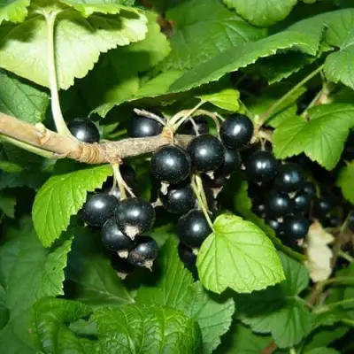 Смородина черная БАГИРА в Осиповичах