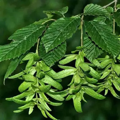 Граб  в Осиповичах