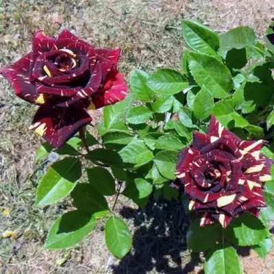 Роза АБРАКАДАБРА чайно-гибридная в Осиповичах