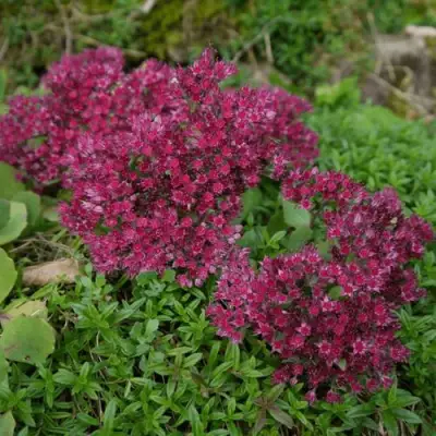 Очиток (седум) РУБИ ГЛОУ скальный в Осиповичах