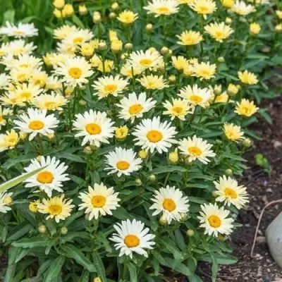 Нивяник БРОДВЕЙ ЛАЙТС великолепный в Осиповичах