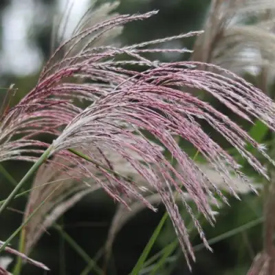 Мискантус МАЛЕПАРТУС китайский  в Осиповичах