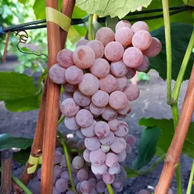 Виноград РИЛАЙНС ПИНК СИДЛИС в Осиповичах