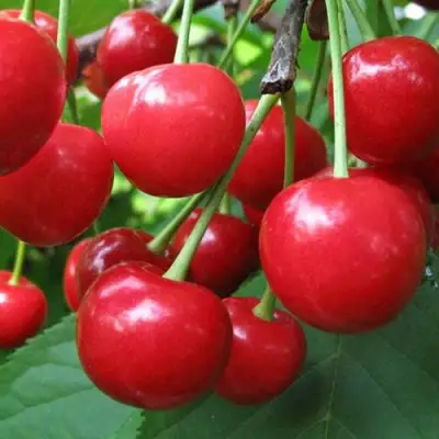 Дюк ПРЕВОСХОДНАЯ ВЕНЬЯМИНОВА в Осиповичах