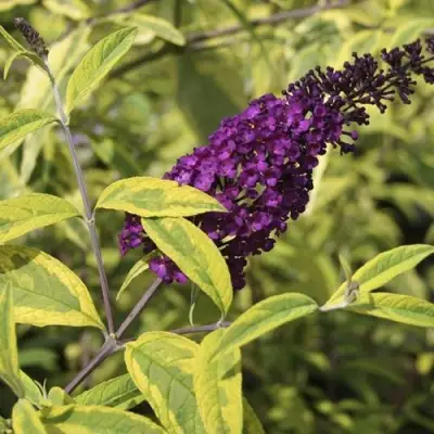 Буддлея давида САНТАНА  в Осиповичах