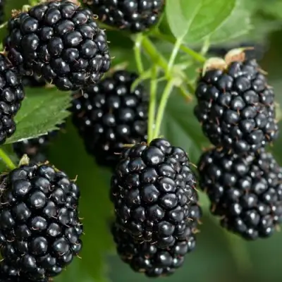 Ежевика ЧЕРНАЯ МАГИЯ ремонтантная  в Осиповичах