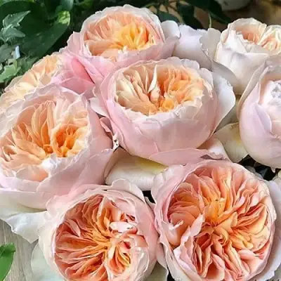 Роза ДЖУЛЬЕТТА английская в Осиповичах