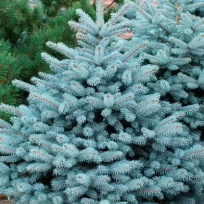 Ель СУПЕР БЛЮ СИДЛИНГ колючая в Осиповичах