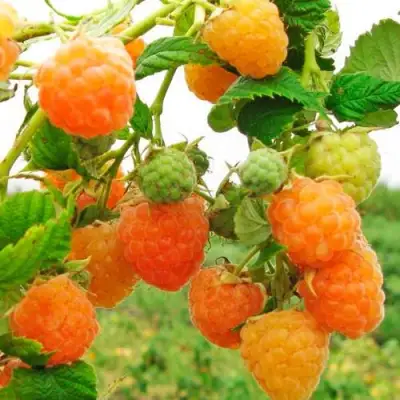 Малина ЗОЛОТЫЕ КУПОЛА в Осиповичах