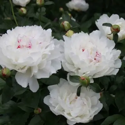 Пион ФЕСТИВА МАКСИМА травянистый в Осиповичах