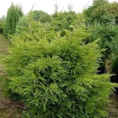 Можжевельник КУРИВАО ГОЛД китайский в Осиповичах