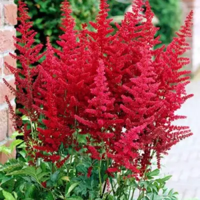 Астильба БУРГУНДИ РЕД Арендса в Осиповичах