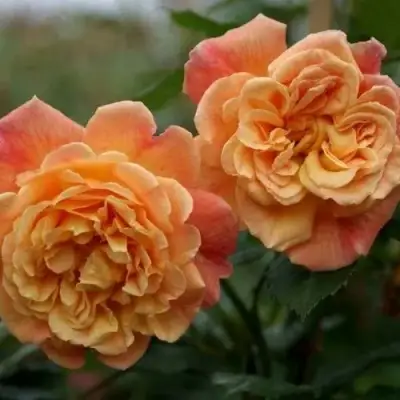 Роза АЛОХА плетистая в Осиповичах