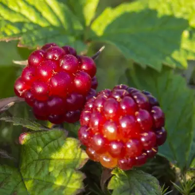 Княженика ЛИНДА в Осиповичах