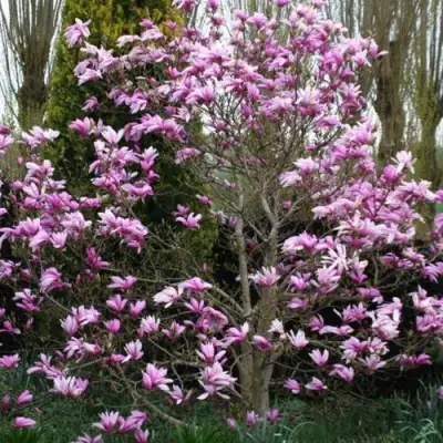 Магнолия ГАЛАКСИ в Осиповичах