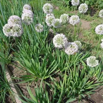 Лук слизун в Осиповичах