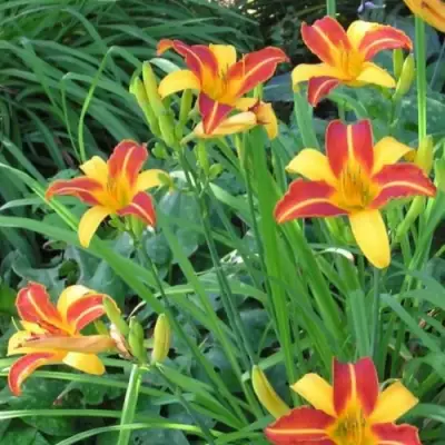 Лилейник ФРАНС ХАЛС в Осиповичах