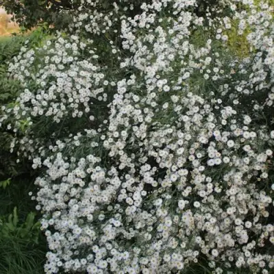 Болтония СНОУБЭНК в Осиповичах