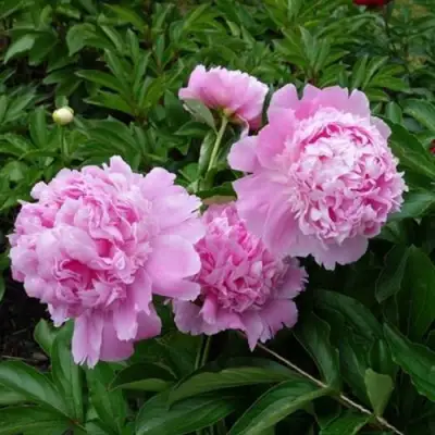 Пион МЕСЬЕ ЖЮЛЬ ЭЛИ травянистый в Осиповичах