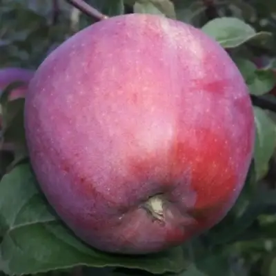 Яблоня ЗОРКА в Осиповичах