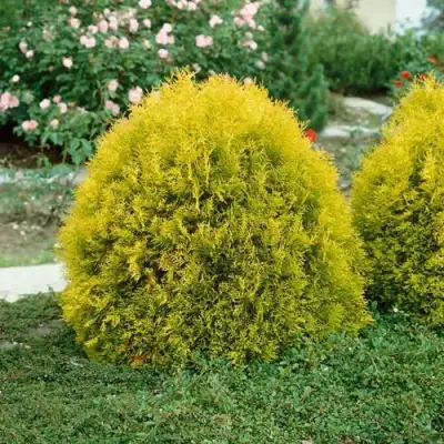 Туя РЕЙНГОЛД западная в Осиповичах