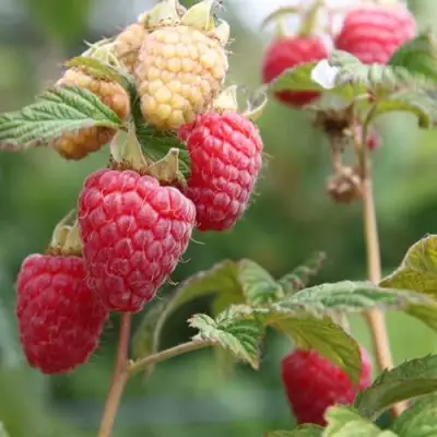 Малина МОЛЛИНГ ДЖУНО в Осиповичах