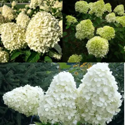 Комплект НЕЖНЫЙ КАПУЧИНО в Осиповичах