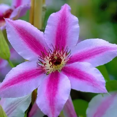 Клематис НЕЛЛИ МОЗЕР в Осиповичах