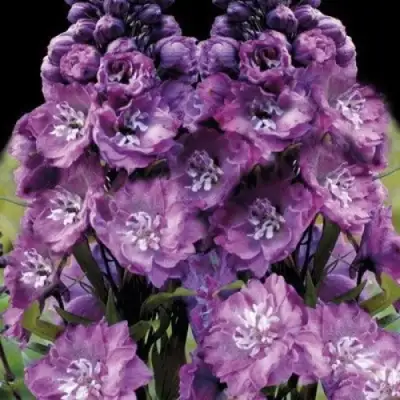 Дельфиниум ДЕЛЬФИС ПИНК ПАУЭ высокий в Осиповичах