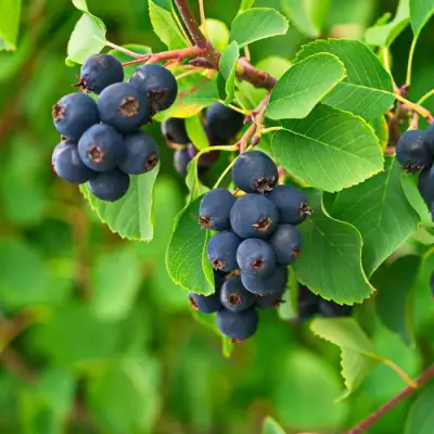 Ирга КОЛОСИСТАЯ в Осиповичах