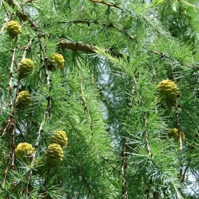 Лиственница КЕМПФЕРА в Осиповичах