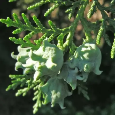 Туя восточная в Осиповичах