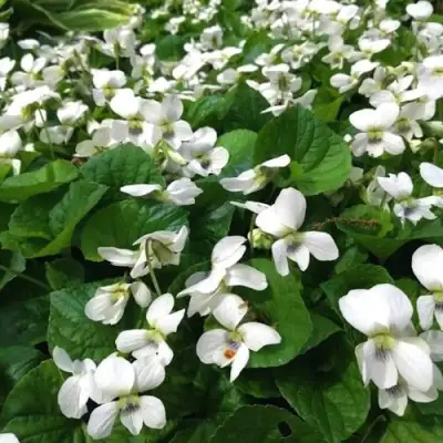 Фиалка АЛЬБИФЛОРА сестринская в Осиповичах